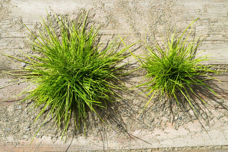 Crab Grass Removal detail